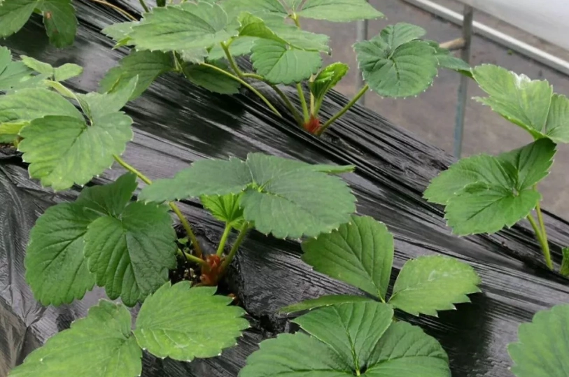 草莓施肥 草莓施肥