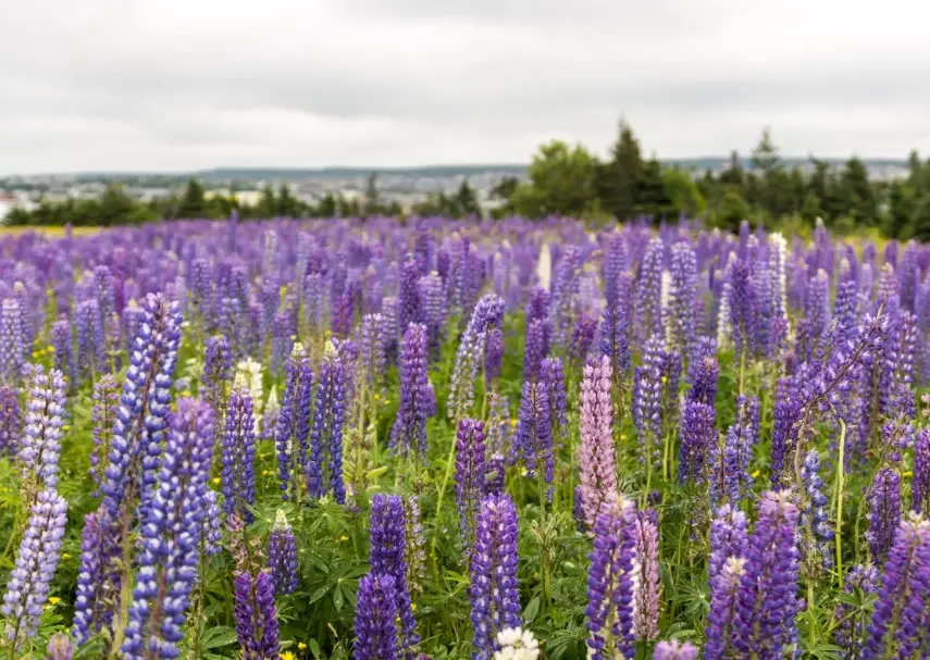 Lake Tekapo 魯冰花 Lake Tekapo 魯冰花