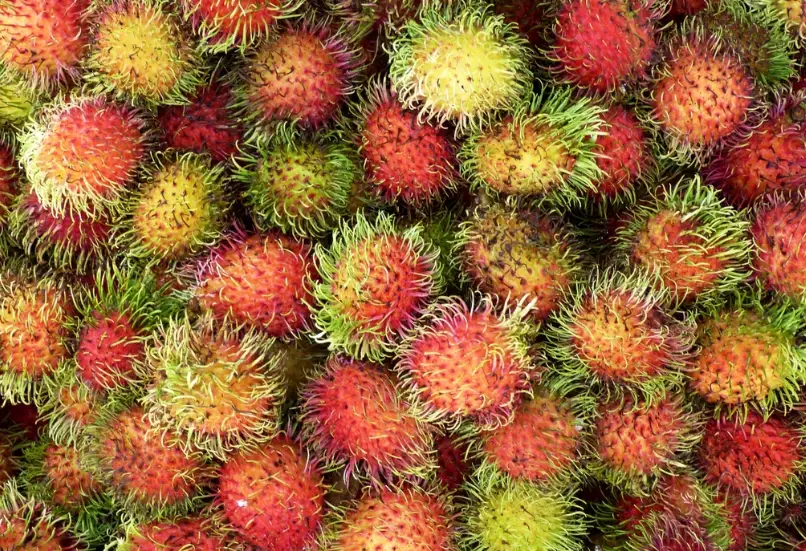 泰國紅毛丹品種 泰國紅毛丹品種