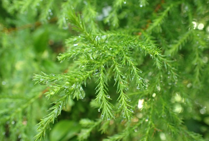 香冠柏 照顧 香冠柏 照顧