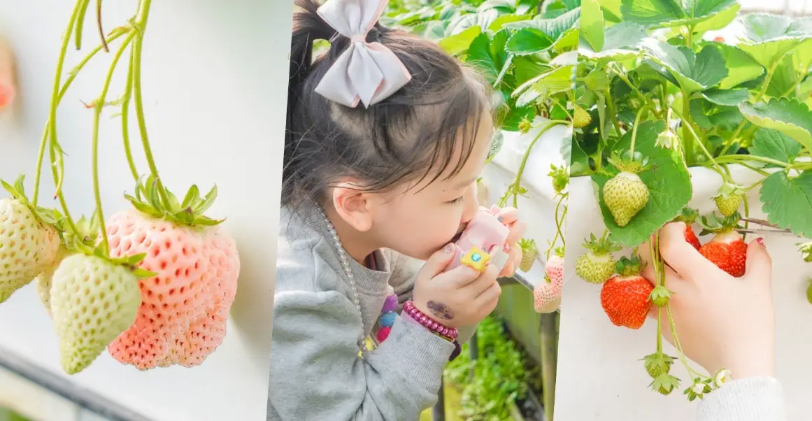 草莓定植時間 草莓定植時間