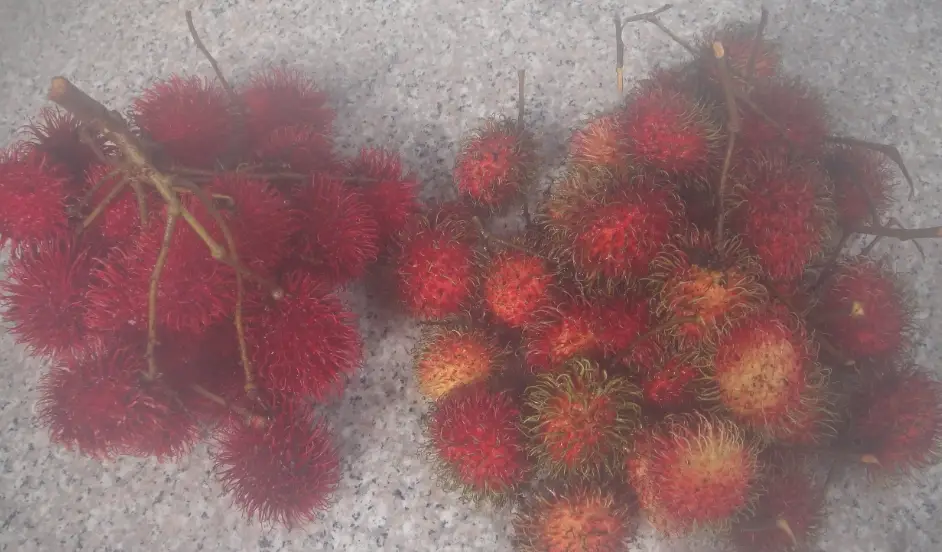 紅毛丹怎麼挑