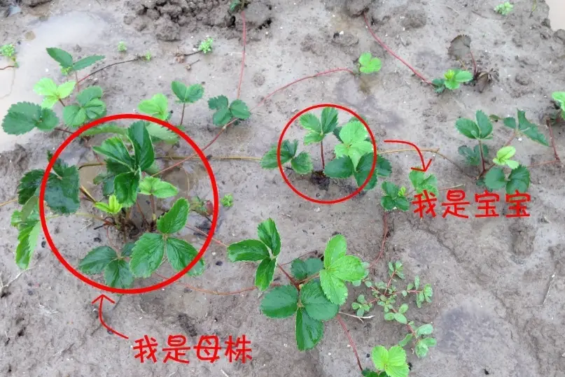 草莓育苗 草莓育苗