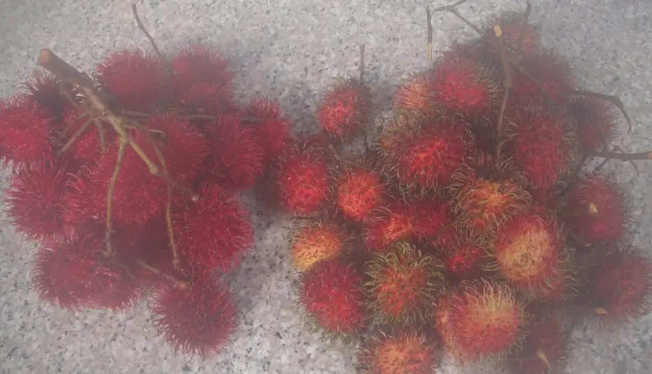紅毛丹產季 紅毛丹產季