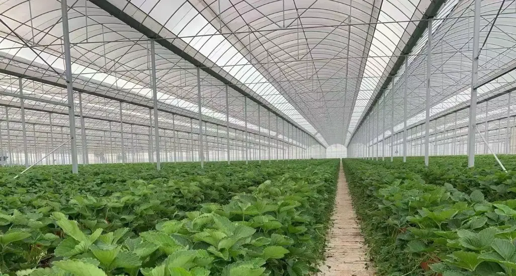 草莓走莖繁殖
