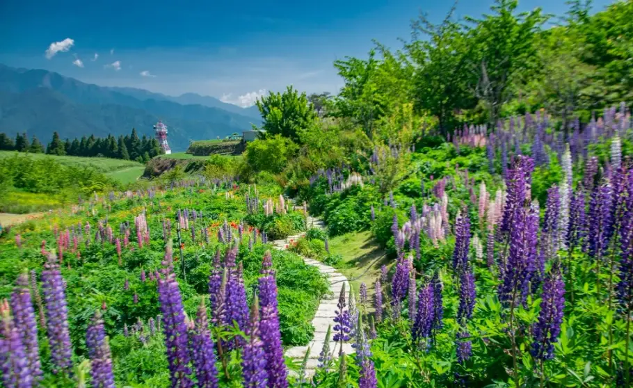 Lake Tekapo 魯冰花 Lake Tekapo 魯冰花