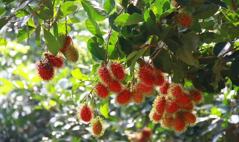 泰國紅毛丹產季 泰國紅毛丹產季