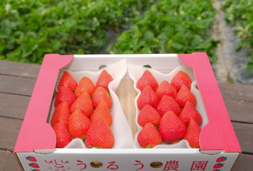 草莓種子催芽方法 草莓種子催芽方法