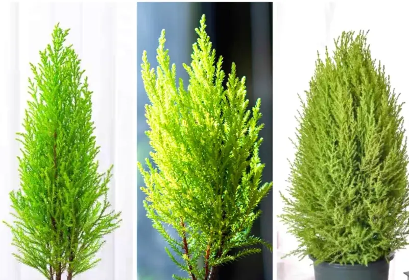 防蚊植物推薦 防蚊植物推薦