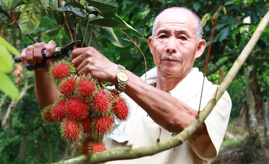 紅毛丹台灣種植 紅毛丹台灣種植