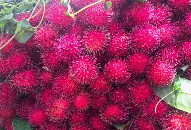紅毛丹怎麼挑