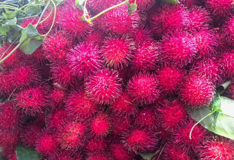 泰國紅毛丹品種 泰國紅毛丹品種