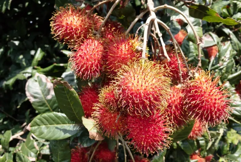 紅毛丹葉子茶 紅毛丹葉子茶