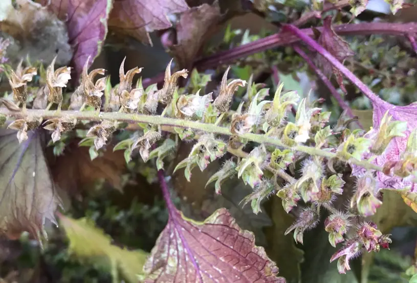 紫蘇盆栽種植 紫蘇盆栽種植