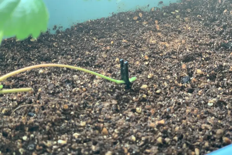 草莓育苗肥料 草莓育苗肥料