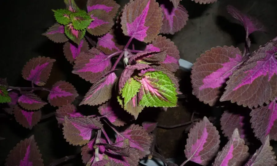 紫蘇盆栽種植 紫蘇盆栽種植