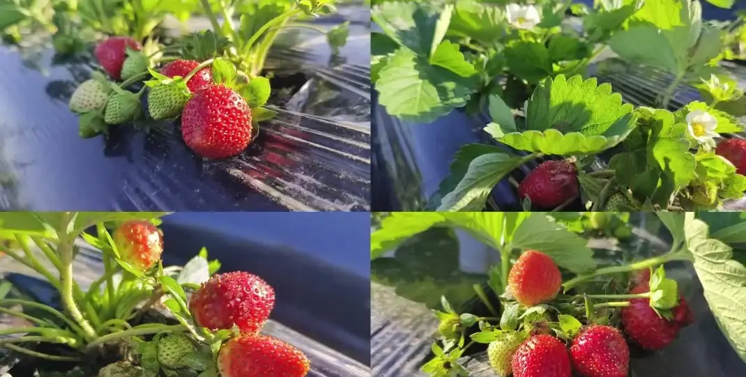 草莓產季 草莓產季
