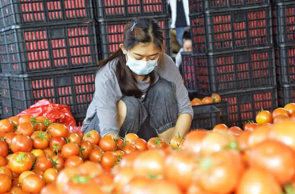 玉女小番茄食譜 玉女小番茄食譜