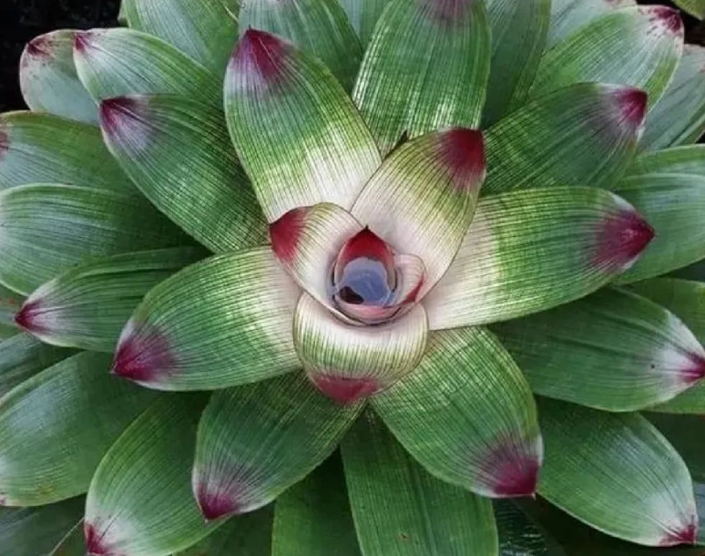 積水鳳梨