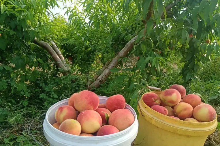 平地水蜜桃 平地水蜜桃