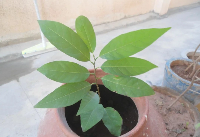 盆栽荔枝不開花 盆栽荔枝不開花