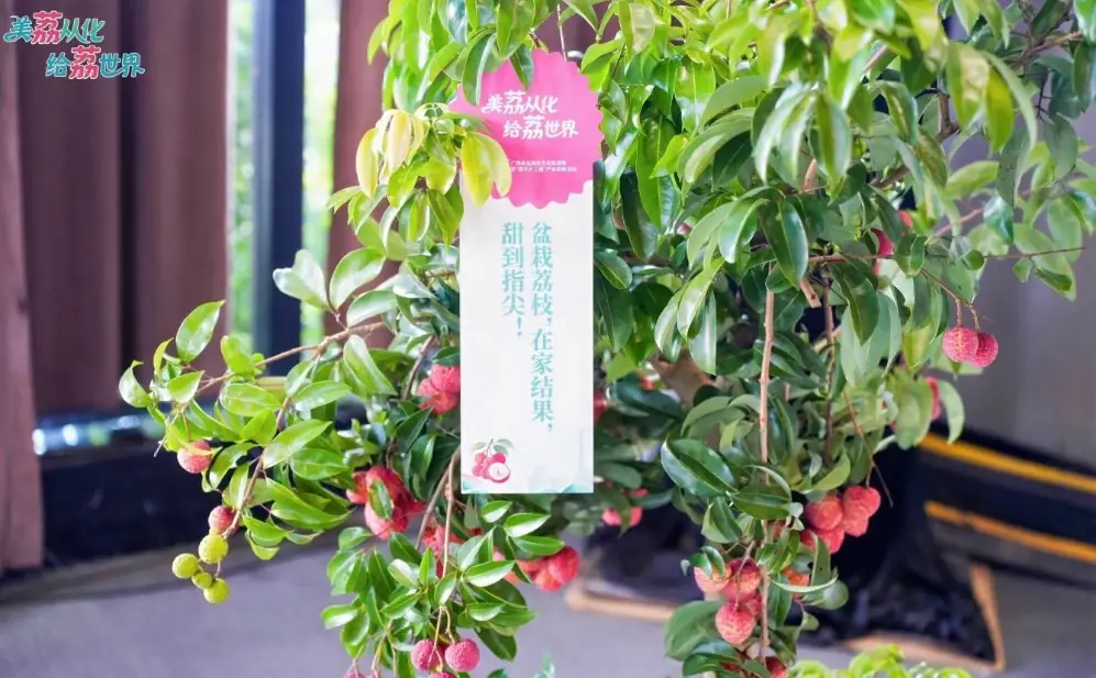 盆栽荔枝不開花 盆栽荔枝不開花