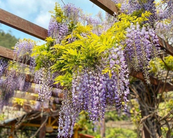 紫藤花旅遊