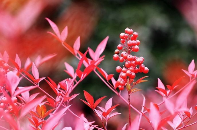 南天竹繁殖方法