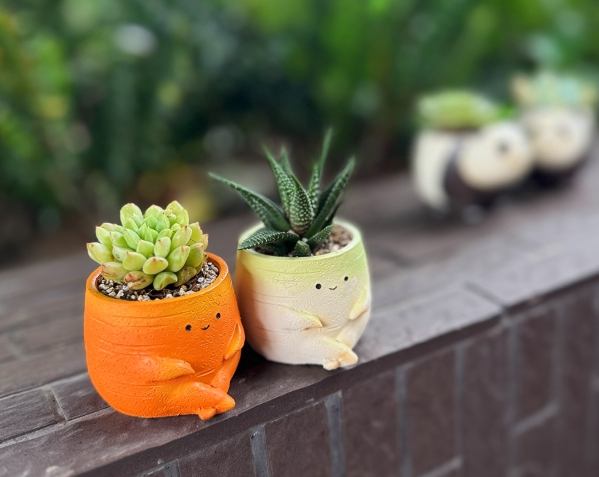 多肉植物換盆方法