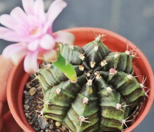 仙人掌開花原因