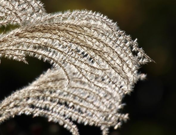 台灣蘆葦草景點
