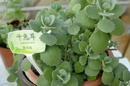 千兔耳多肉植物