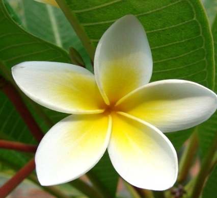 素馨花照顧技巧