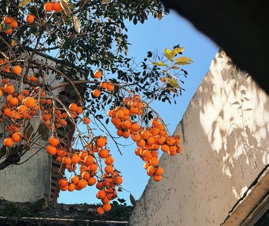 柿子樹種植 柿子樹種植