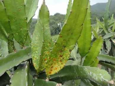 火龍果支條變黃