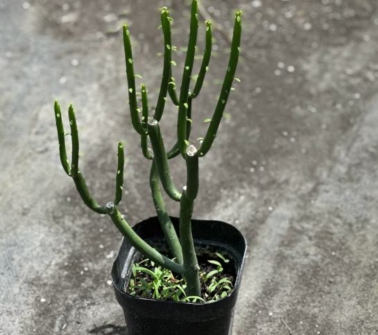 珊瑚大戟品種 珊瑚大戟品種