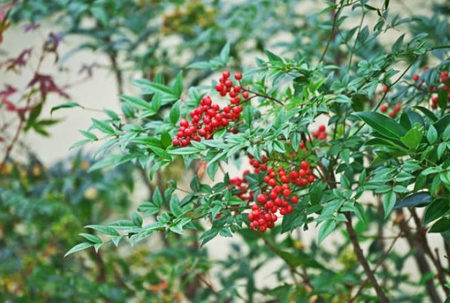 南天竹種子發芽