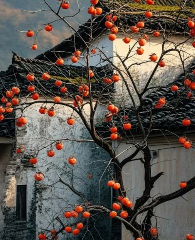 柿子樹品種 柿子樹品種