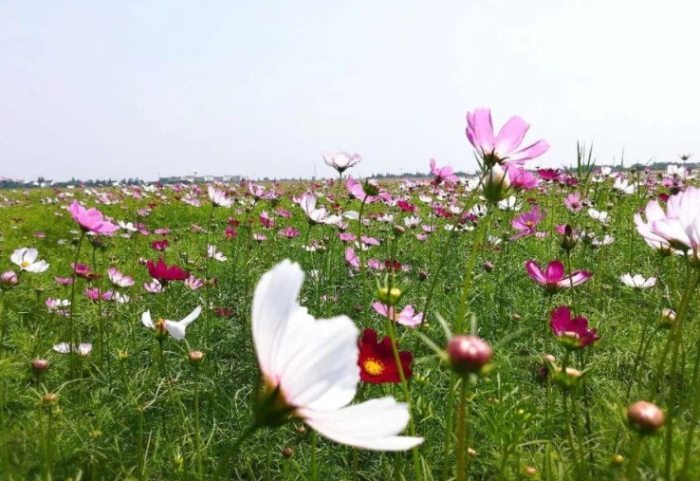 波斯菊顏色花語