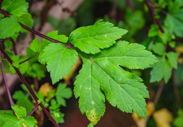 角菜種植 角菜種植