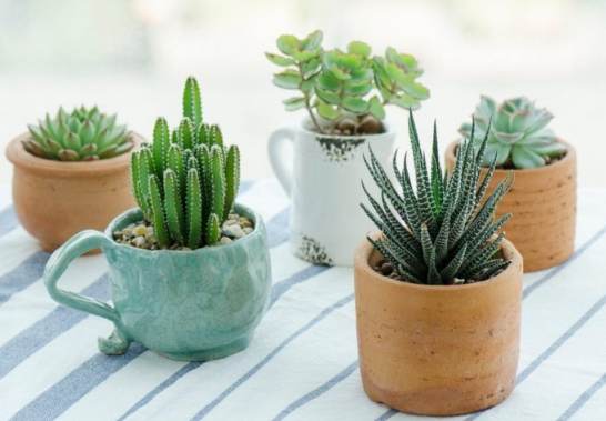 多肉植物換盆技巧