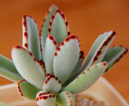 多肉植物徒長原因