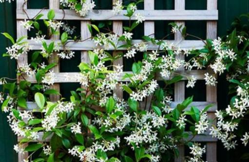風車茉莉中毒症狀