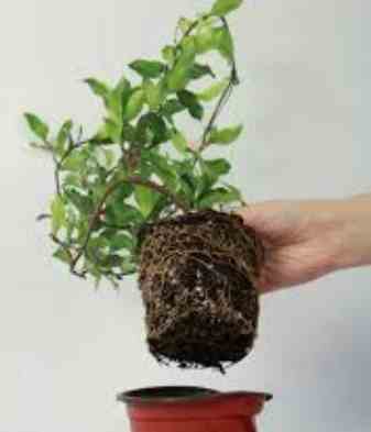 風車茉莉種植方法