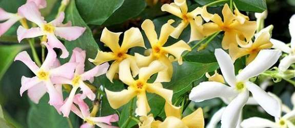 風車茉莉安全種植