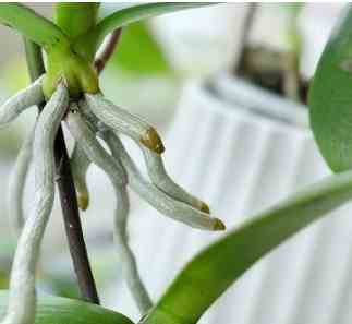 蝴蝶陸蓮開花時間