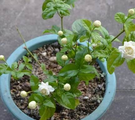 茉莉花換盆技巧