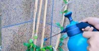 風車茉莉花期管理