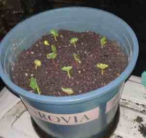 虎頭茉莉種植方法