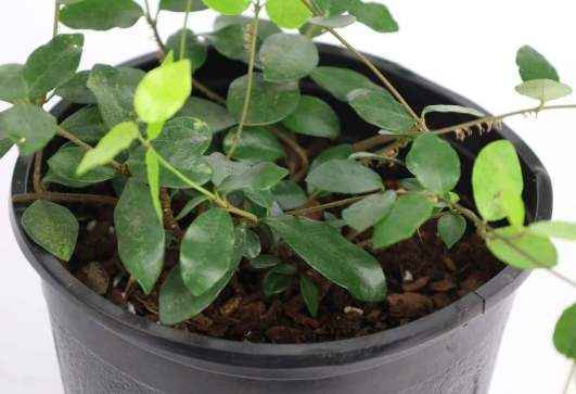 風車茉莉開花時間